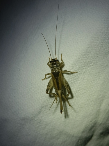 Verge Cricket