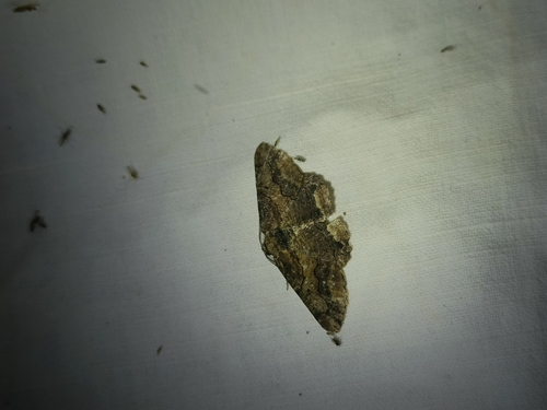 Brassy Waved Umber