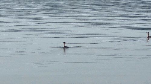 Red-necked Grebe