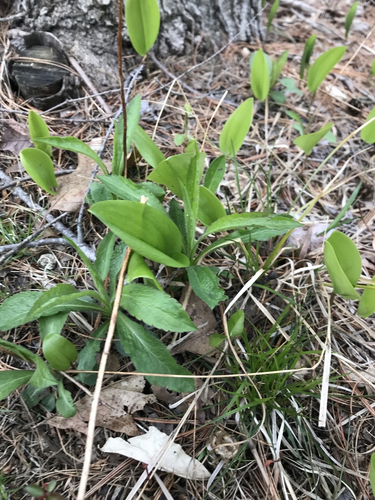Canada mayflower from Sylvan Dr, Dover, NH, US on April 29, 2020 at 06