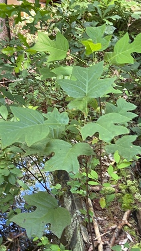 American tuliptree