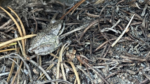 iNaturalist observation photo of Pacific chorus frog