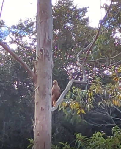 Savanna Hawk