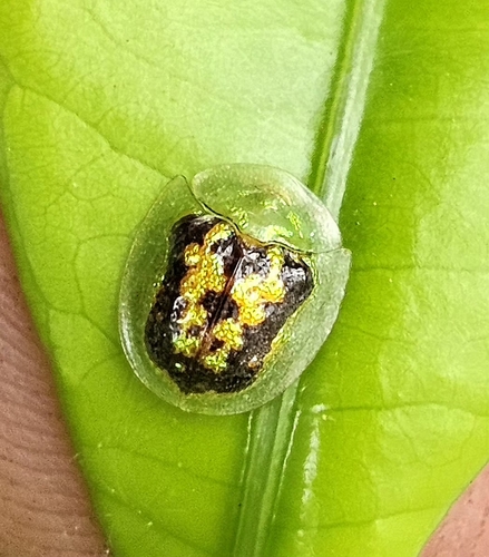 Cassida diomma