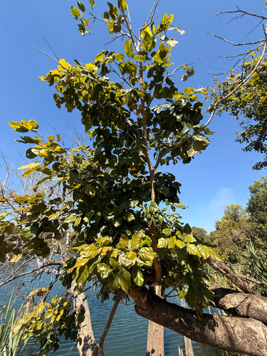 Indian beech tree