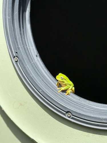 Green Tree Frog