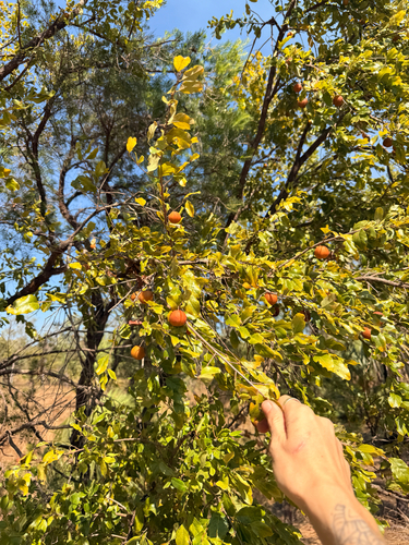 quinine bush