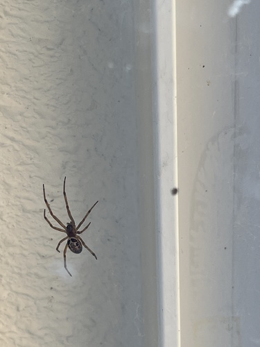 iNaturalist observation photo of Noble False Widow
