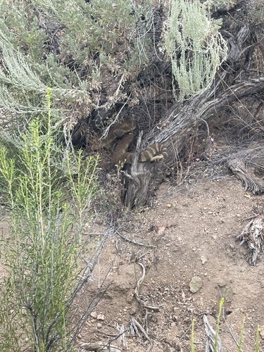 iNaturalist observation photo of Northern Pacific Rattlesnake