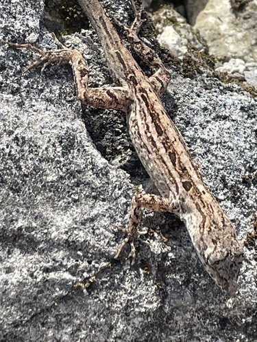 Brown Anole
