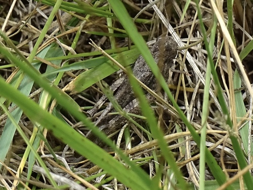 Speckle-winged Rangeland Grasshopper