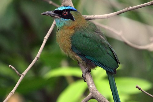 Lesson's Motmot
