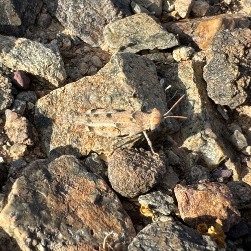 Cream Grasshopper