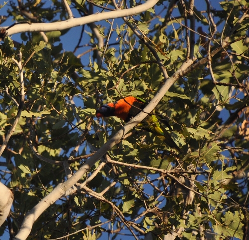 Red-collared Lorikeet