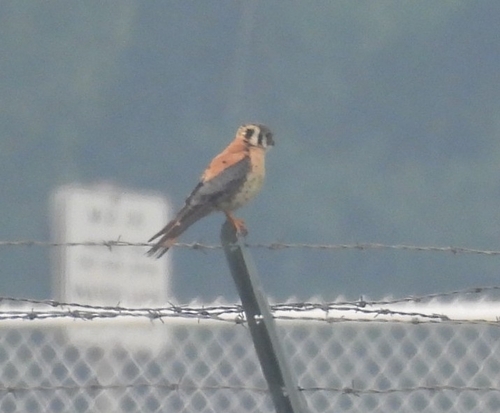 American Kestrel