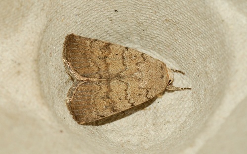 Athetis obtusa