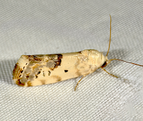 Ponometia libedis