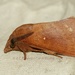 Masson Pine Moth - Photo (c) Roger C. Kendrick, all rights reserved