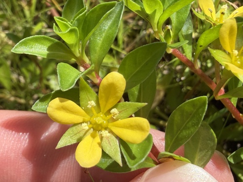 Ludwigia brevipes