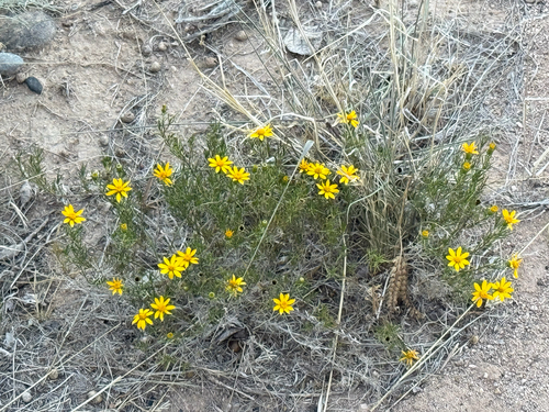 pricklyleaf dogweed