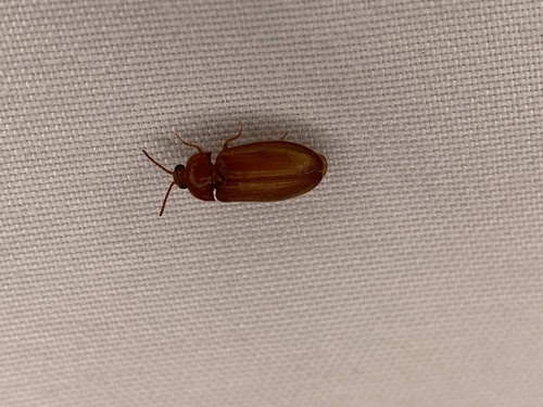 Texas Beetle