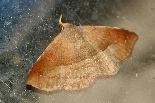 Mecodina aequilinea