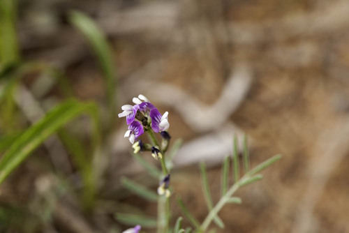 Small-flowered Milkvetch