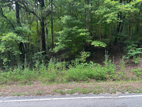 tall bellflower