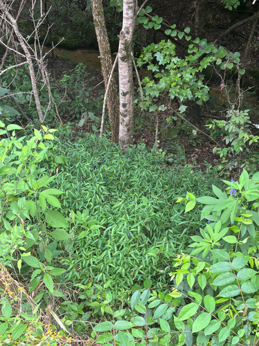Japanese stiltgrass