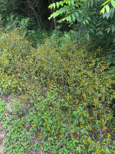 brown-eyed Susan