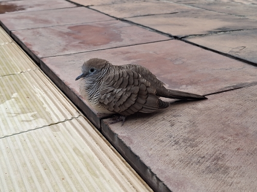 Zebra Dove