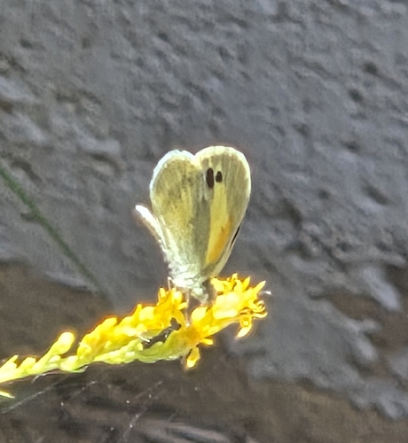 Dainty Sulphur
