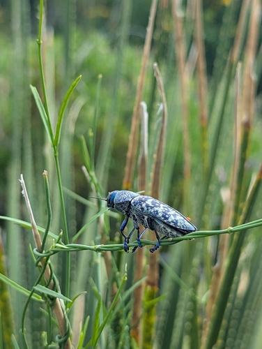 Lampetis drummondi