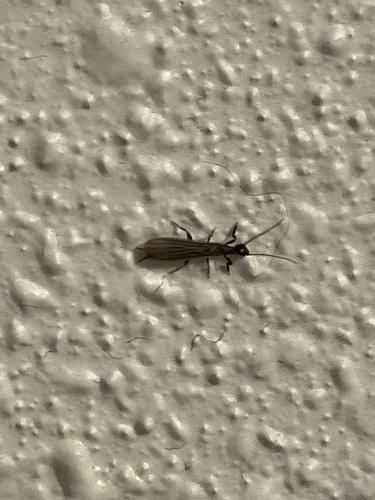 iNaturalist observation photo of Black Webspinner