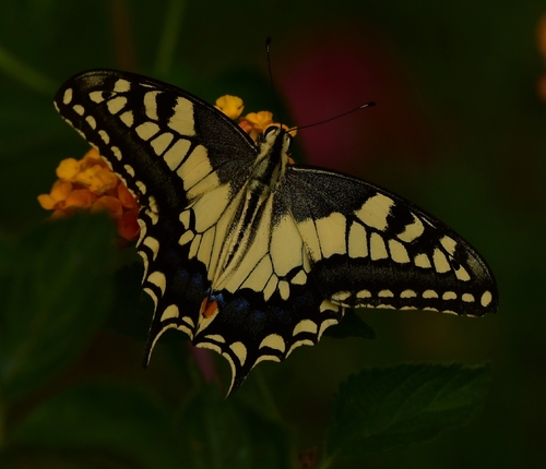 Old World Swallowtail