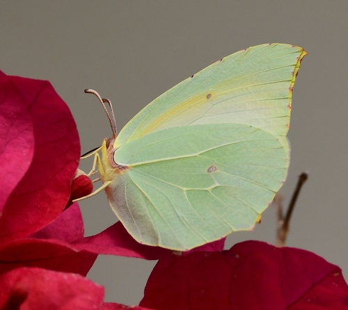 Cleopatra Butterfly