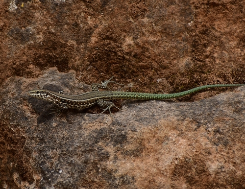 Tyrrhenian Wall Lizard