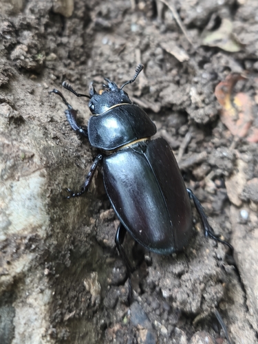 European Stag Beetle