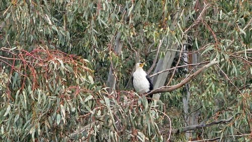 Little Pied Cormorant