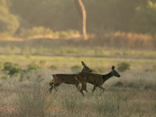 European Roe Deer