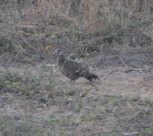 Common Bronzewing