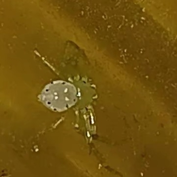 Synema decoratum