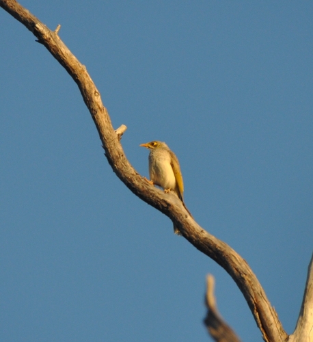 Yellow-throated Miner