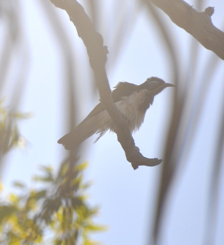 Blue-faced Honeyeater