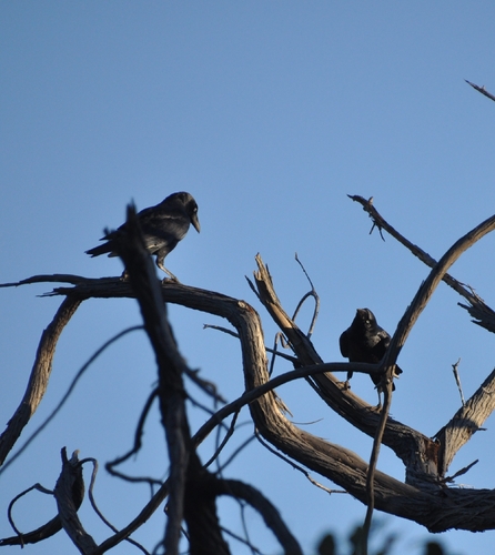 Torresian Crow