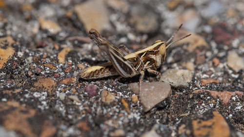 Jago's Cross-backed Grasshopper