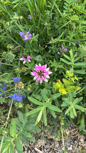 purple crownvetch