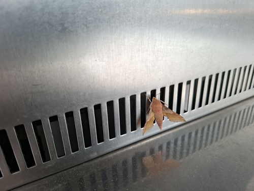 Small Elephant Hawkmoth