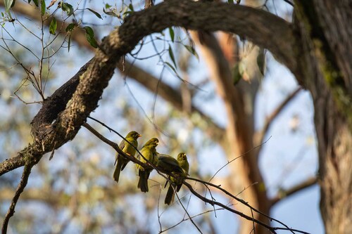 Bell Miner