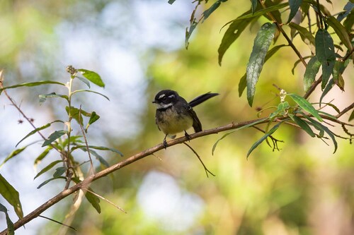 Grey Fantail
